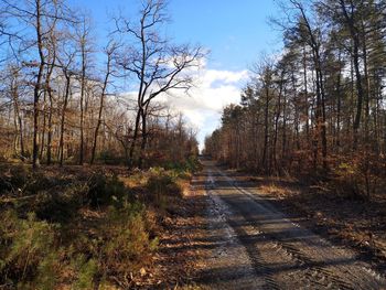 Road amidst trees in forest against sky