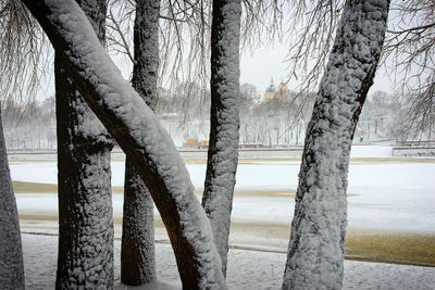 Bare trees by frozen lake during winter