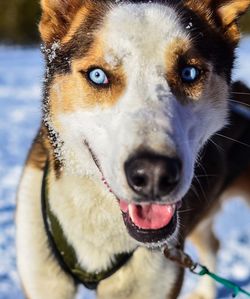Close-up portrait of dog