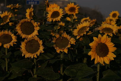 Close-up of sunflower on plant