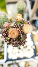 Close-up of succulent plant