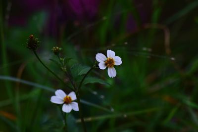 Close-up of white flowering plant