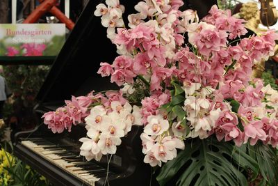 Close-up of pink flowers