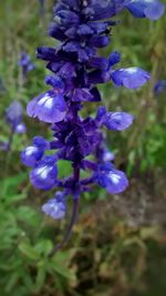 Close-up of purple flowers blooming