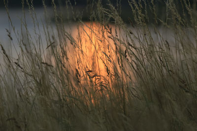 Close-up of grass by lake against sky during sunset