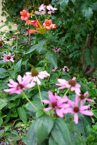 Close-up of flowers blooming outdoors