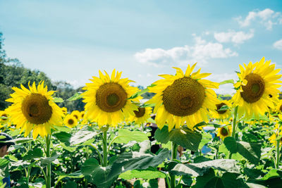 Close-up of sunflowers in field against sky