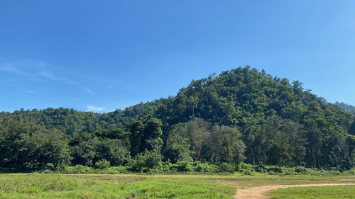 Trees on field against clear blue sky