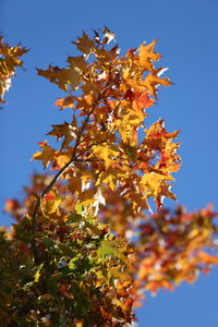 Low angle view of flowering plant against sky