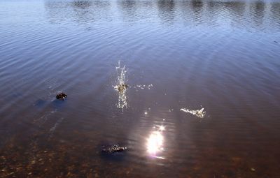 High angle view of ducks swimming in lake