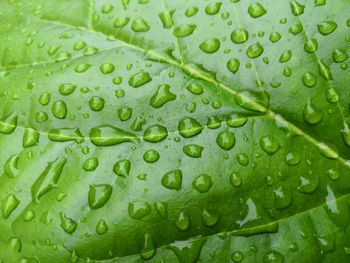 Full frame shot of raindrops on leaves