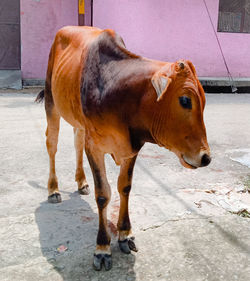 Side view of horse standing on footpath
