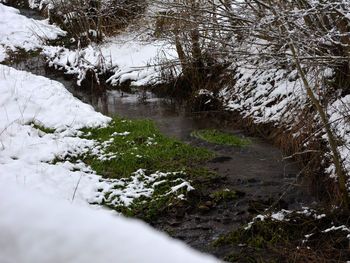 Trees growing by river in forest during winter