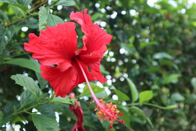 Close-up of red hibiscus flower