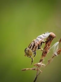 Close-up of insect on flower