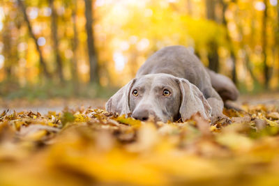 Dog lying on ground