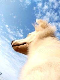 Low angle view of a horse against sky