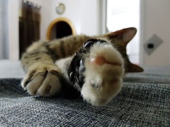 Close-up of cat resting at home