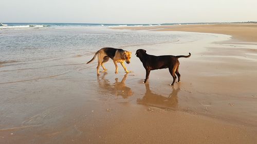 Dog on beach against sky