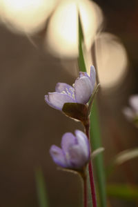 Close-up of purple flower