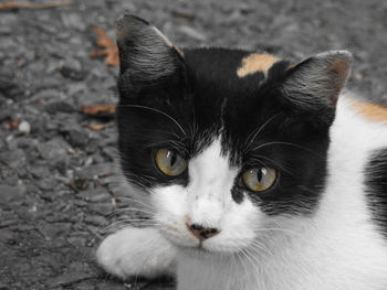 Close-up portrait of black cat