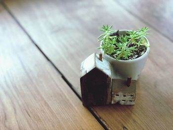 Close-up of potted plant on table