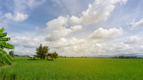 A wide famer agriculture land of rice plantation farm in planting season, green young rice filed