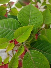 Close-up of green leaves