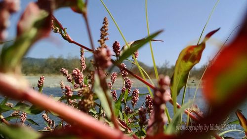 Close-up of plant against blurred background