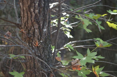 Close-up of tree trunk in forest