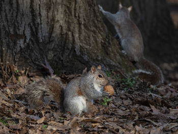 Close-up of a squirrel with a nut