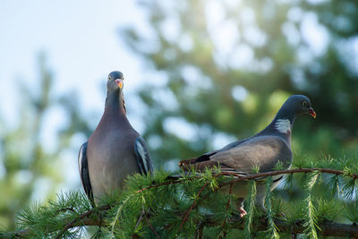 Low angle view of wood pigeons perching on tree