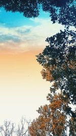 Low angle view of silhouette tree against sky during sunset