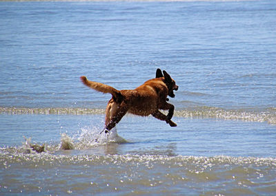 Dog running in the sea