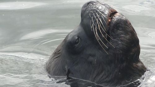 Close-up of an animal in water