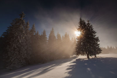 Winter landscape from rodnei mountain. a cold foggy morning with heavy snow.