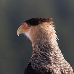 Close-up of eagle