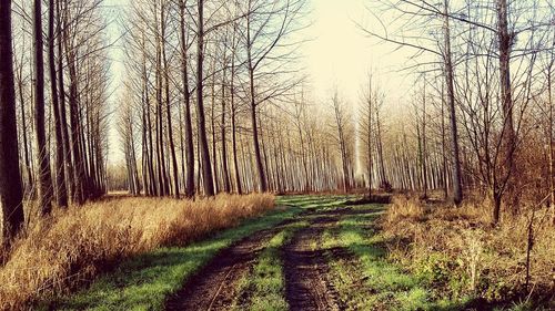 Bare trees on grassy field