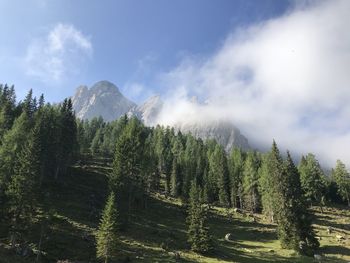 Panoramic view of trees and mountains against sky