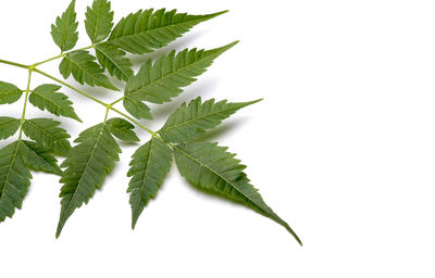 Close-up of leaves against white background