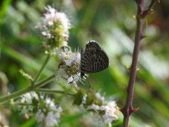 Close-up of insect on flower