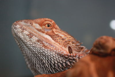 Close-up of bearded dragon