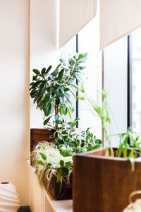 Potted plants at home