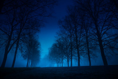 A beautiful dark tree silhouettes against the dark blue skies in dawn. springtime scenery.