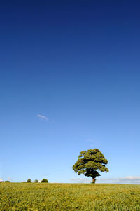 Scenic view of field against clear sky