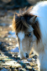 Close-up of a horse