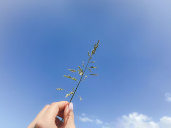 Hand holding dry spikelet against blue sky