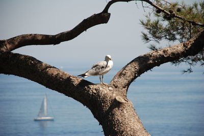 Low angle view of birds perching on branch