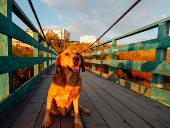 Portrait of dog sitting on railing against sky