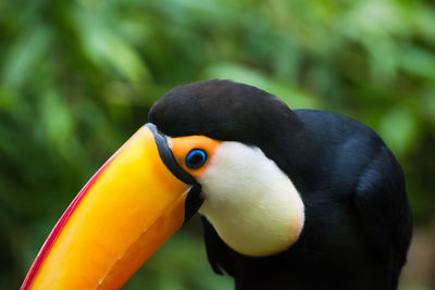 Close-up of duck